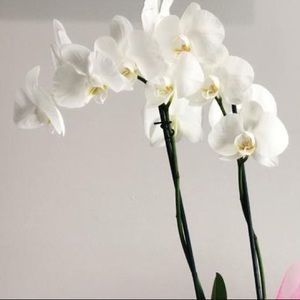 Meet your Posher, Paola